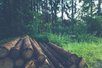 Wood Logs Near Trees