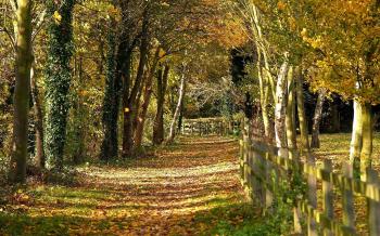 Autumn forest wooded area and fall leafs | HD Wallpapers Rocks