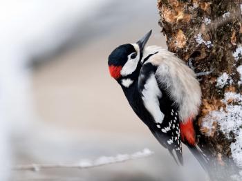 Woodpeckers give themselves brain damage – but this could be a good ...