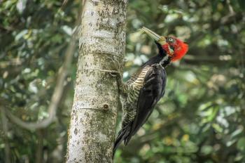 Red-Headed Woodpecker Symbolic Meaning – Whispers, Channels ...