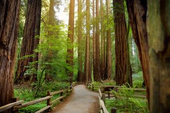 How to Beat the Crowds at Muir Woods | Via Magazine
