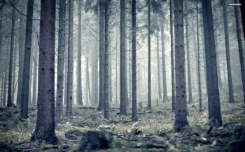 Woods Wallpaper Group (0+)
