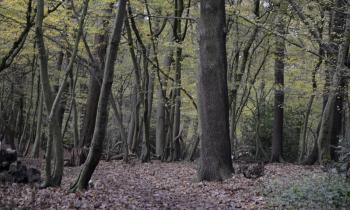 Coldfall Wood and Muswell Hill Playing Fields