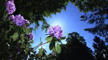Worm's Eye View of Flowers Beside Trees Under the Sky during Daytime