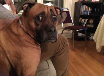 My friend's dog is always concerned about everything : aww