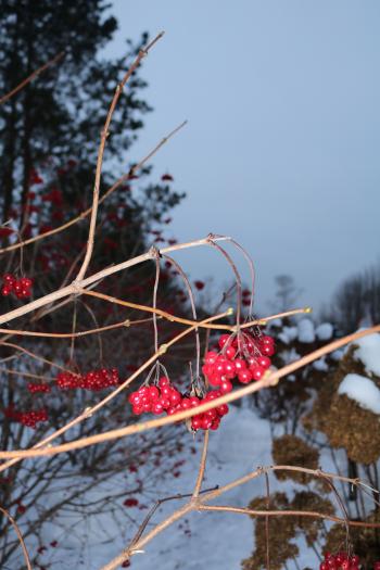 Moscow met us with frost , snow and ..tasty food 