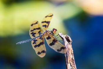Yellow and Black Dragonfly