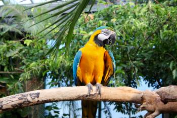 Yellow And Blue Parrot Perched On Tree