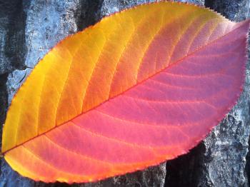 Yellow and Purple Leaf
