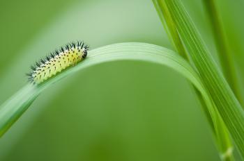 Yellow Black Catterpillar on Grass Leave