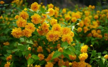 Yellow blossoms [3] wallpaper - Flower wallpapers - #33605