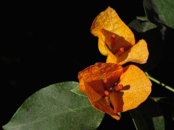 Yellow Bougainvillea Flower