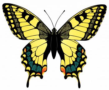 Yellow Butterfly PNG Image | Gallery Yopriceville - High-Quality ...