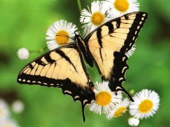 yellow black colored butterfly taking honey from flowers wallpaper -