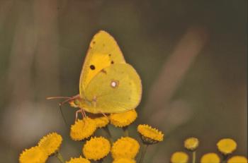 Yellow butterfly