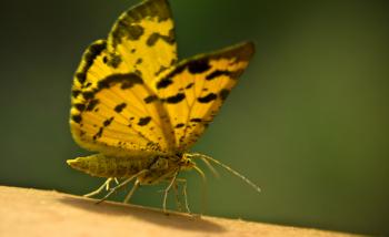 Yellow butterfly close up
