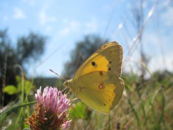 Yellow butterfly on a pink flower
