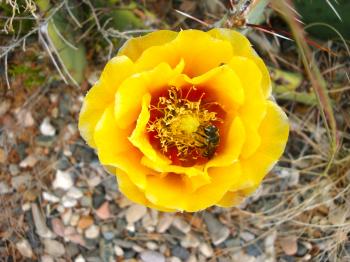 Prickly Pear Cactus Flowers and Bumblebees | Earth Gifts: Healers ...