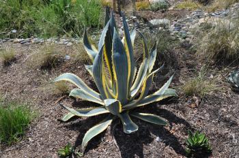 Agave americana v. marginata