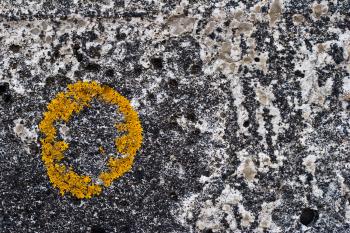 Yellow Circle on Concrete
