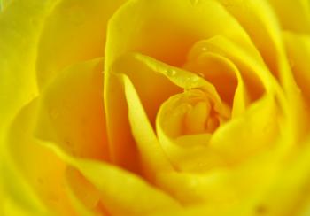 Yellow colored rose