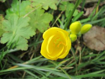 Yellow Crocus Flower