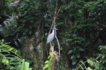 Yellow-crowned Night Heron