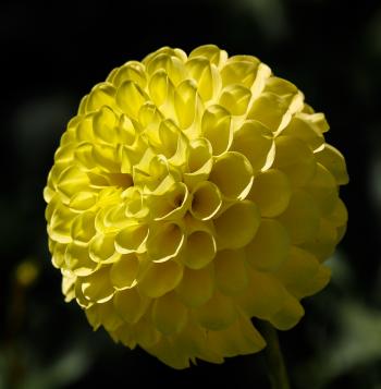 Yellow Dahlia