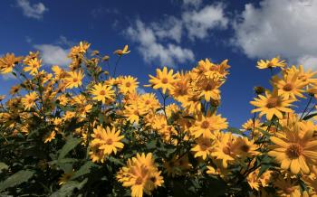 Yellow daisies wallpaper - Flower wallpapers - #33586