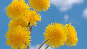 Download Wallpaper 1920x1080 dandelions, flowers, yellow, fluffy ...