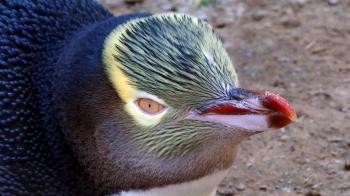 Yellow-eyed penguin (Megadyptes antipodes)