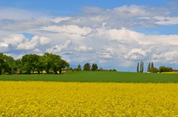 Spring Is Our Yellow Period | schwingeninswitzerland