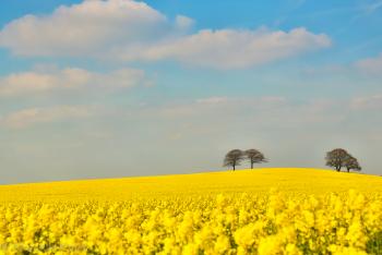 Acid Yellow Landscape – Alvecote Wood