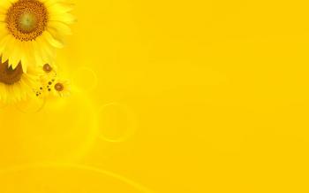 Yellow Flowers Background | Photo Texture & Background