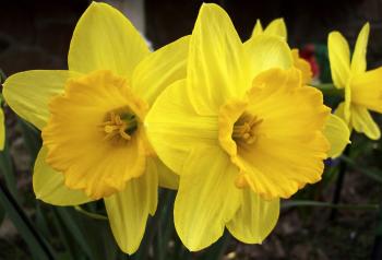 File:Yellow Flower Edit 2.jpg - Wikipedia
