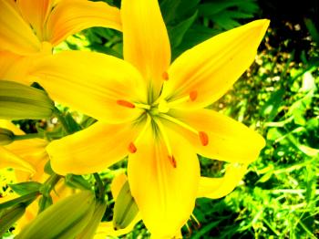 New Tricks 2012 Yellow Flower | ImgStocks.com