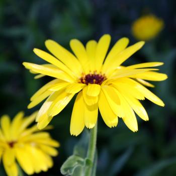 Yellow Flower with 3 Prong Petals Picture | Free Photograph | Photos ...