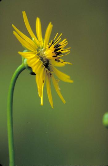 Free picture: prairie, dock, plant, yellow flower, yellow, black ...