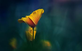 Yellow Flower #7034795