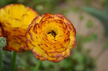 Yellow Flower Spring Season Blossom Photography - HD Wallpapers and ...