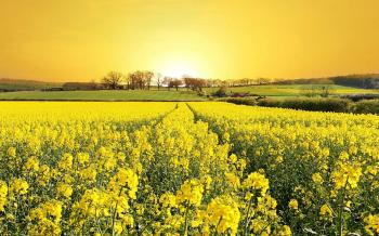 A field of yellow flowers / 1920 x 1200 / Nature / Photography ...