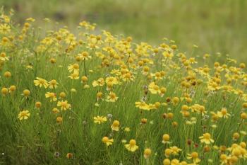 File:Close up of yellow flowers in field.jpg - Wikimedia Commons