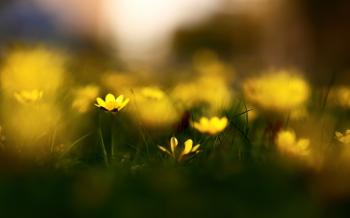 Yellow Flowers Macro Photography wallpapers | Yellow Flowers Macro ...