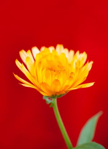 Yellow flower on red background