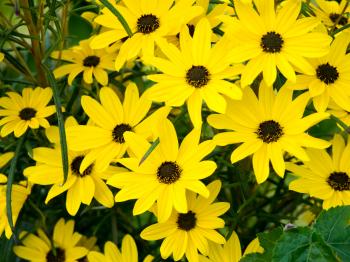 Yellow Flowers in Garden – MMT