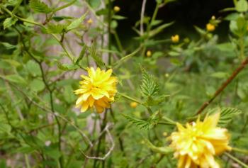 identification - What is this tall spring plant with yellow flowers ...
