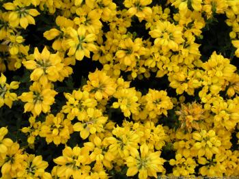 Plants With Yellow Flowers 17 Cool Wallpaper - HdFlowerWallpaper.com