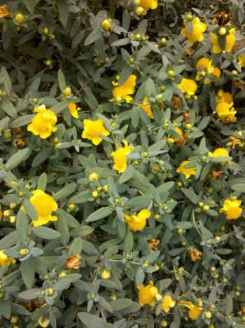 Fill my garden with yellow flowers! - gardening forsythia | Ask ...