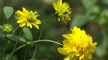 Kerala Yellow Flowers - YouTube