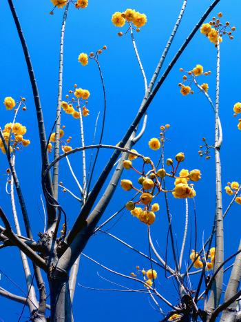 Yellow flowers on a leafless tree